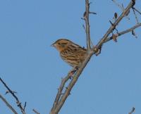 LeConte's Sparrow 